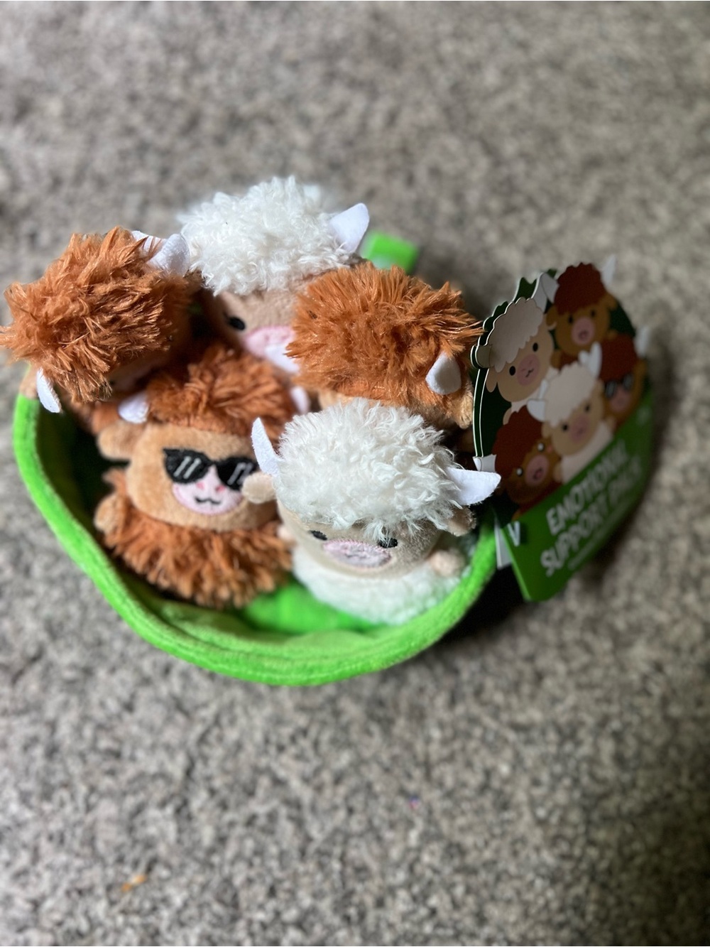 Highland Cows